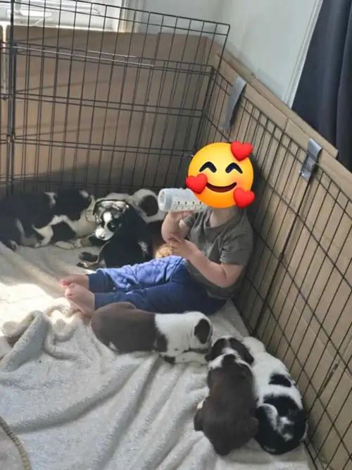 Née le 3 mai Ces petites boulettes d'amour se cherchent une maison 1 femelles et un mâle (le mâle c'...