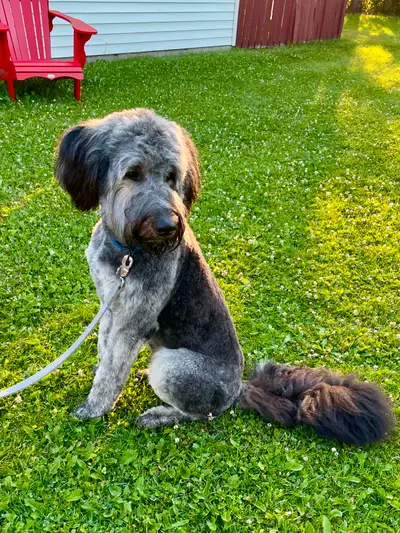 One Year Old Shepadoodle For Rehoming, View more