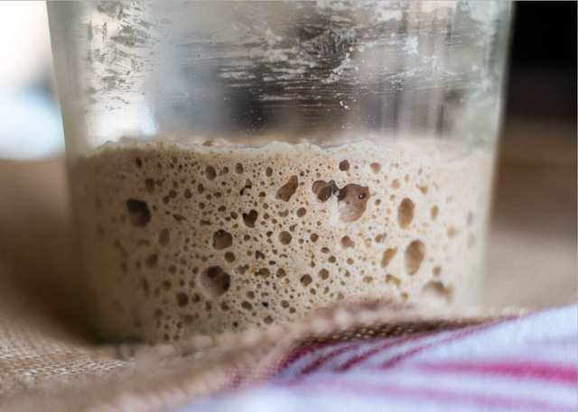 100% Organic Very Active Sourdough Starter in Activities & Groups in Gatineau