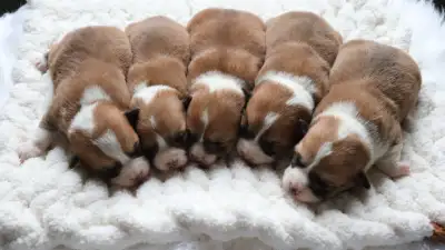 Pembroke Welsh Corgi & Mini Long-Haired Dachshund, View more