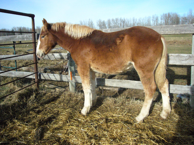 YEARLING BELGIAN BRABANT FILLY in Horses & Ponies for Rehoming in Edmonton - Image 2
