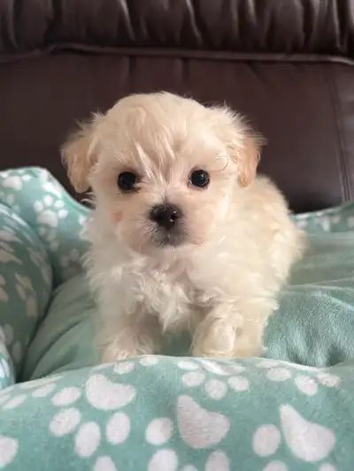 Maltipoo Puppies❤️! Ready to Go!, View more