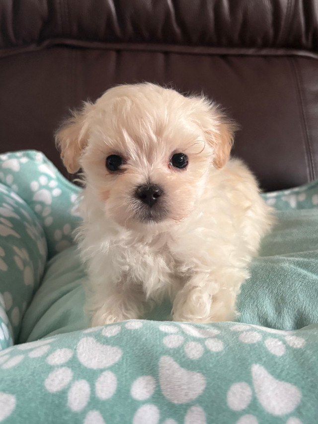 Maltipoo Puppies❤️! Ready to Go! in Dogs & Puppies for Rehoming in Edmonton
