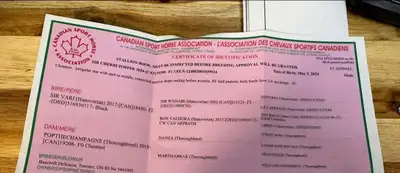 Available for Christmas!, View more