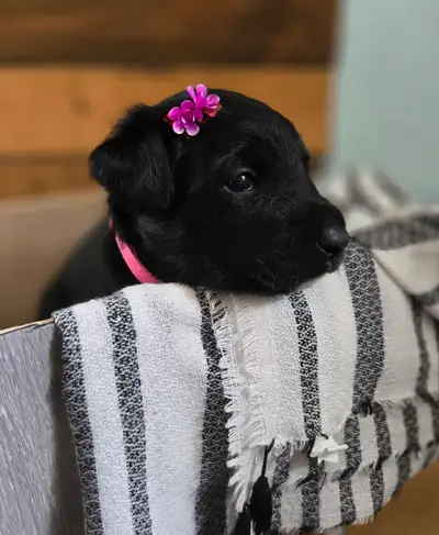 Aussiedoodle/Lab Puppies, View more