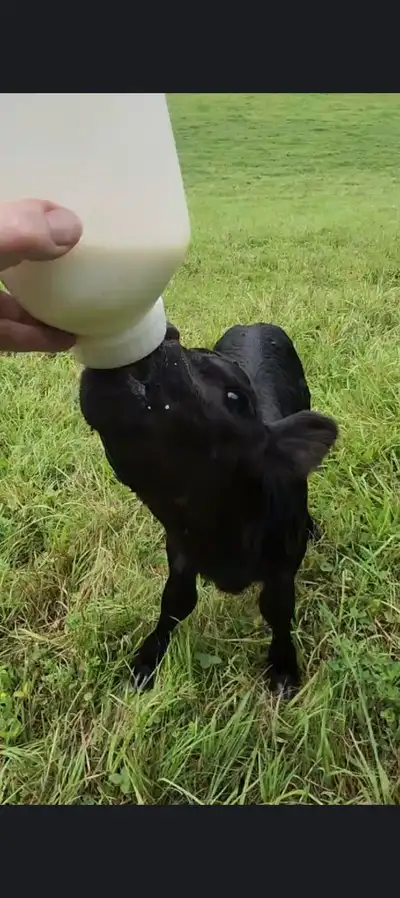 Beef Bottle Calf, View more
