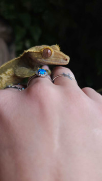 Male Crested Gecko 