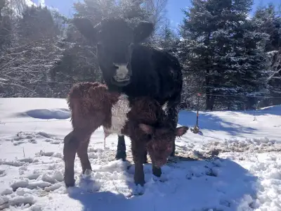 Belted Galloway cow/(heifer) calf pair, View more