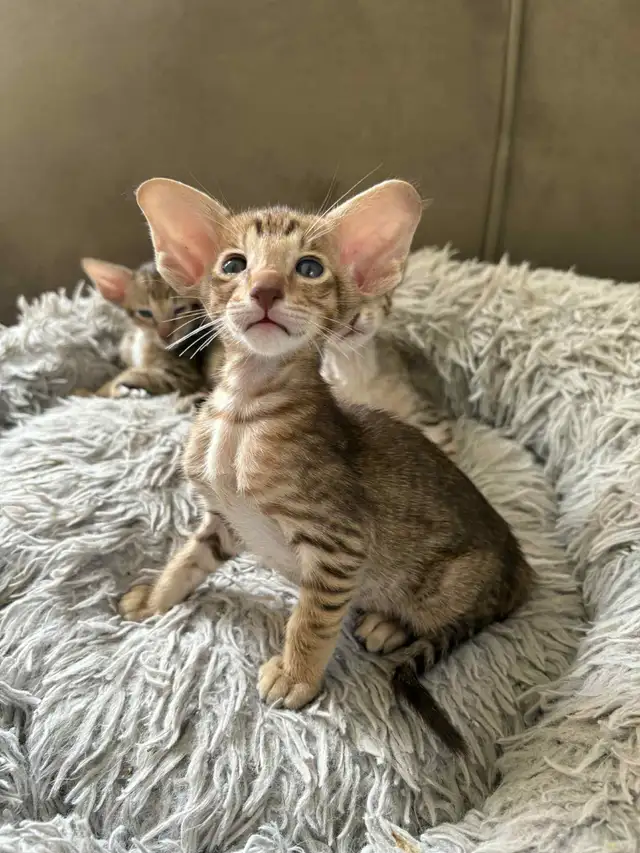 Oriental poils courts in Cats & Kittens for Rehoming in Laurentides - Image 2