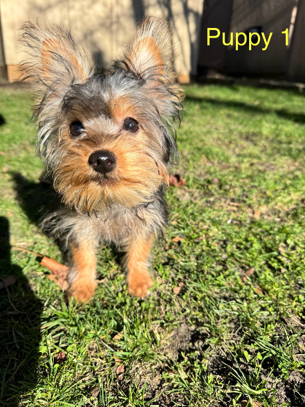 Gorgeous lovely Yorkie puppies in Dogs & Puppies for Rehoming in City of Toronto