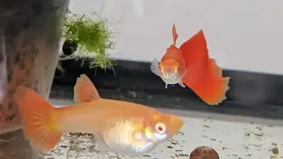 Mixed (Regular, Russian, albino, red eyed, red tailed, moonstone blue sheen etc.) baby guppies aroun...