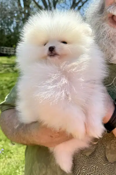 See delivery options at the end of the ad. Still available if the ad is up. This purebred white male...