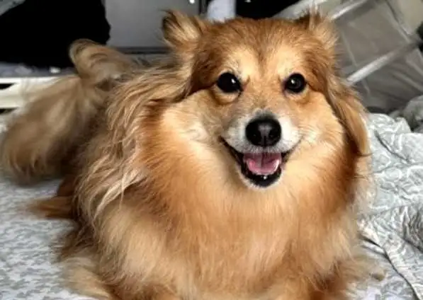 hire me | Dog Walker Toronto