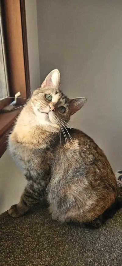 Mademoiselle Femelle Environ 7 ans Elle a eu des bébés mais ses bébés ont été adopter et stériliser...