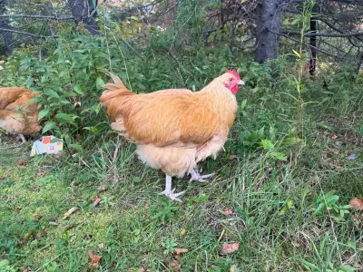 Buff Orpington Roosters, View more