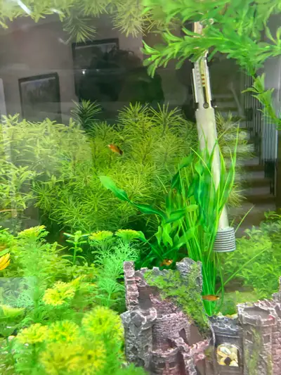 Free Orange Platies, View more