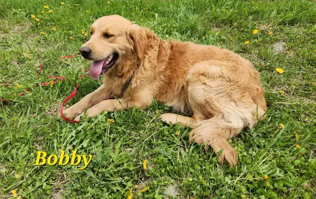 chiot golden retriever roux doré pure race prêt à partir in Dogs & Puppies for Rehoming in Lanaudière - Image 10