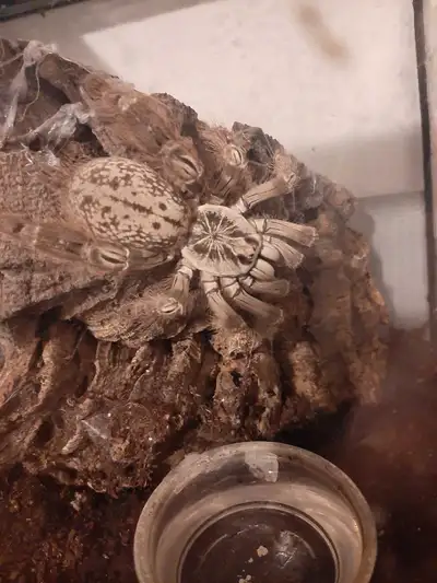 tarantula rescue, View more