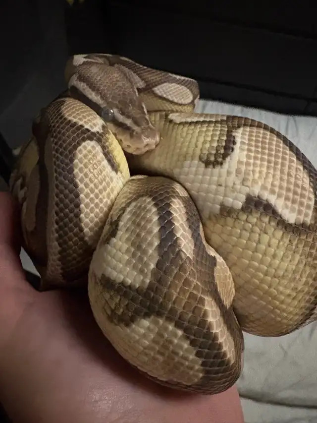 Beau & Buddies 64985469836162122