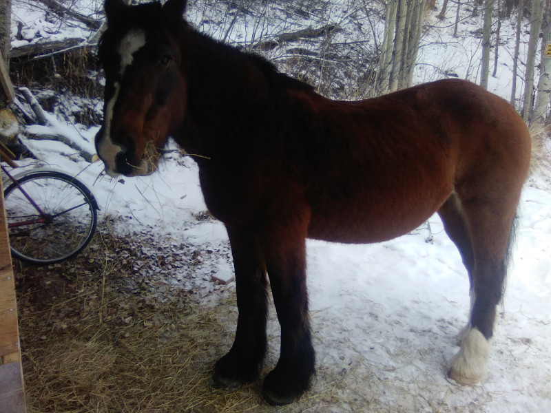 chestmut draft mare 15 bombproof Horses & Ponies for Rehoming