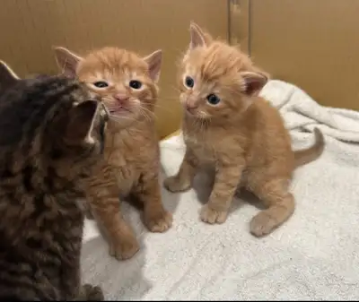 CHATONS ICI FAITE VITE - KITTENS , View more