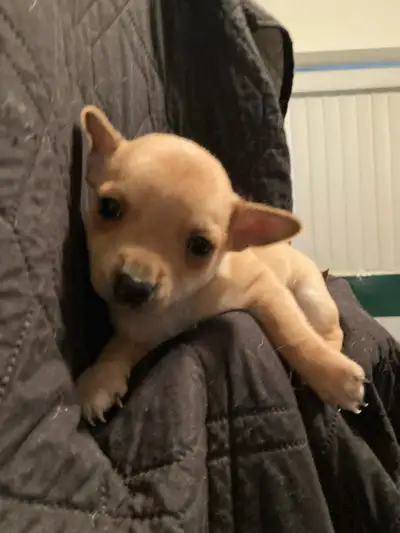 1 Chihuahua Puppy, View more