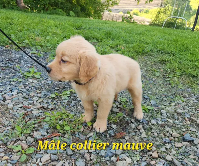 chiot golden retriever roux doré pure race prêt à partir in Dogs & Puppies for Rehoming in Lanaudière - Image 3