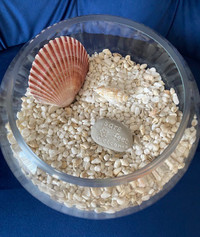 BEACH themed plants Terrarium glass bowl seashells home decor
