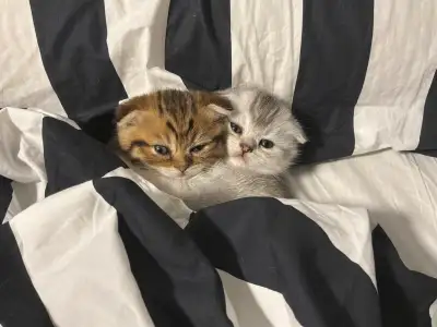 Three Adorable Scottish Fold Kittens Looking for Their Forever Homes! ❤️ We have three adorable and...