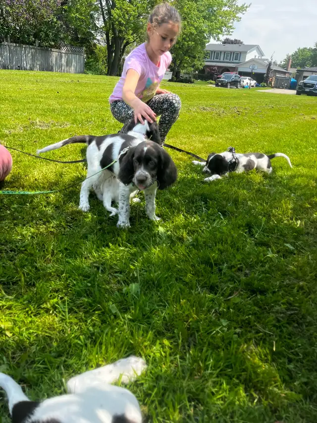 Epagneul Francais Puppy only 4 available in Dogs & Puppies for Rehoming in Oakville / Halton Region - Image 5