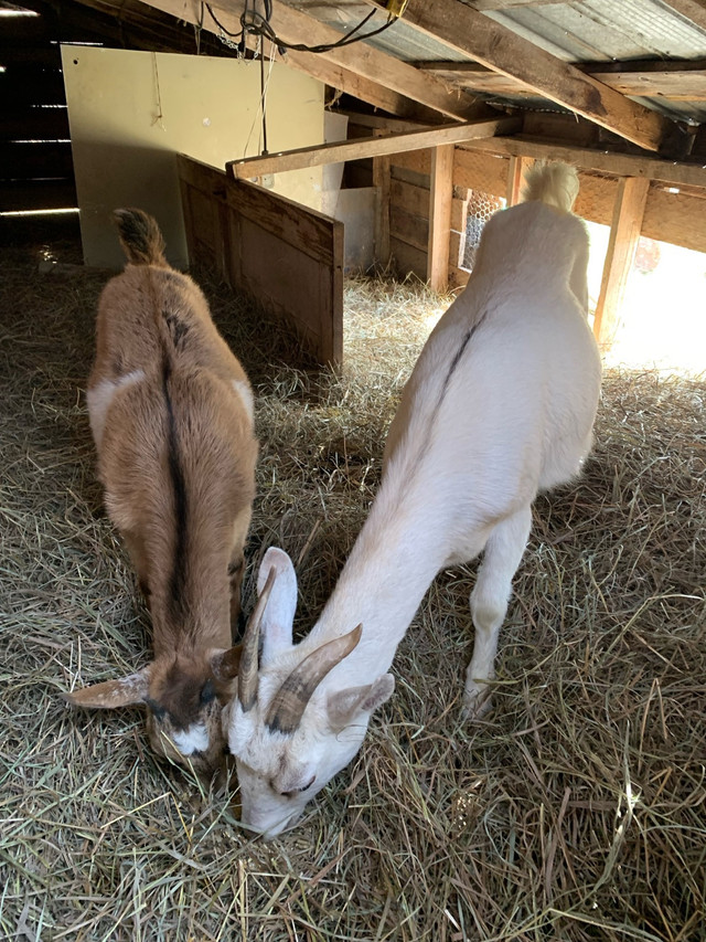 Goats momma and doeling in Livestock in Belleville - Image 2