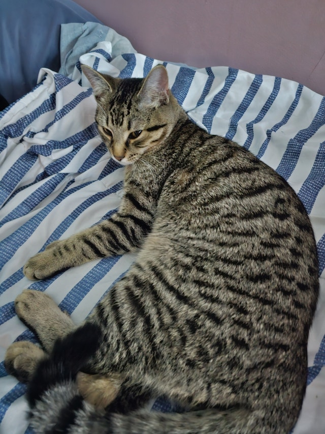 5 KITTENS ARE HERE !!! Cats & Kittens for Rehoming Cape Breton Kijiji