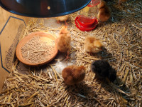 Chickens – Healthy Day-Old Chicks – Dual purpose breed
