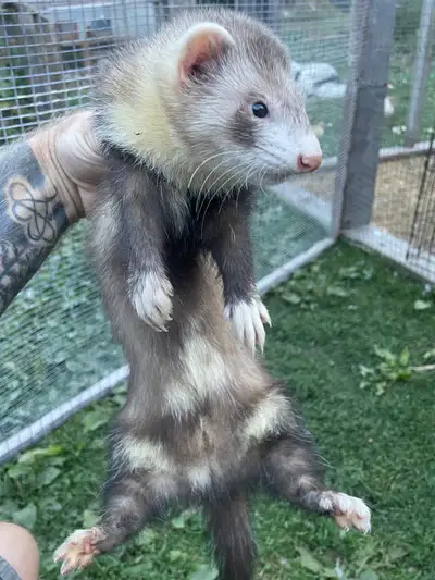 4 month old male ferret. Still friendly and playful. Not fixed or descented pick up in mt.brydges. W...