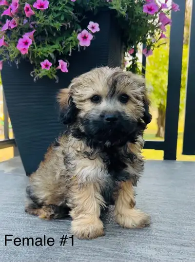 Shihpoo puppies ❤️, View more
