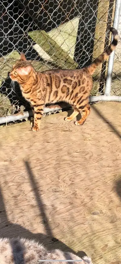 male Bengal, View more