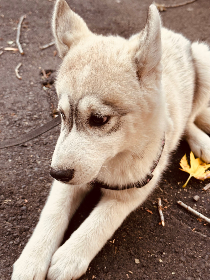 Siberian huskies Dogs & Puppies for Rehoming Kelowna Kijiji