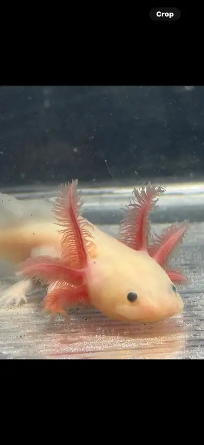 AXOLOTLS - Reputabke breeder , View more