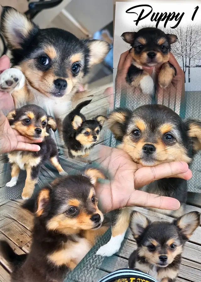 Adorable Long-Coat Chihuahua - (Last Pup has been Reserved) in Dogs & Puppies for Rehoming in Winnipeg - Image 3