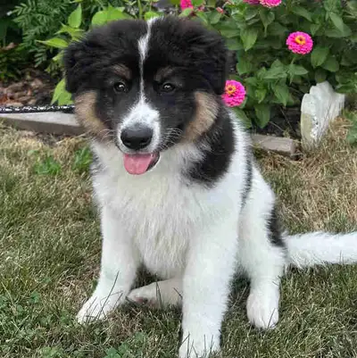 Intelligent Shepherd Mix Puppy – Vaccinated & Dewormed, View more