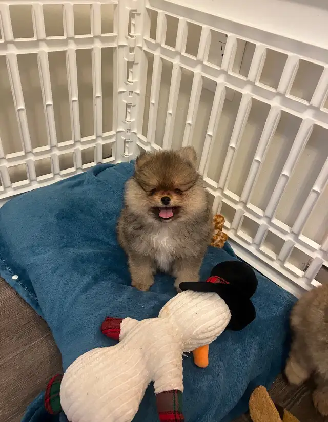 Teddy bear pomeranians in Dogs & Puppies for Rehoming in Mississauga / Peel Region - Image 7