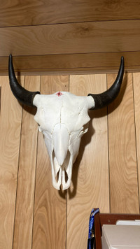  Cleaned bison skull 