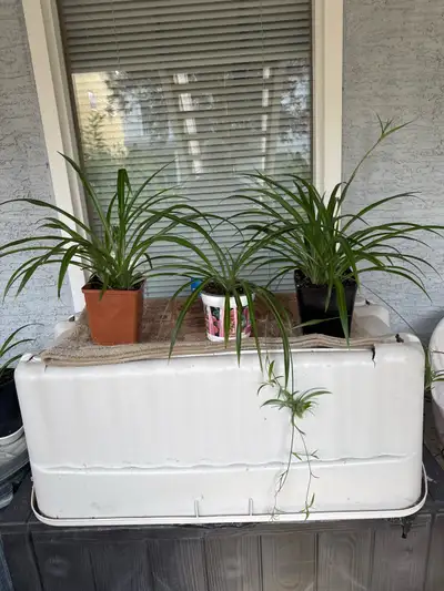 3 beautiful organically grown home plants, View more