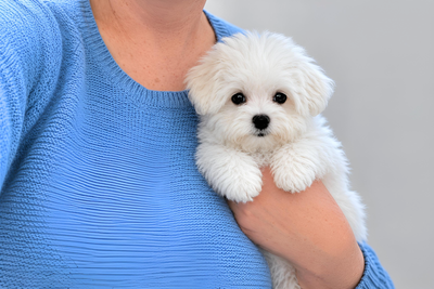 Adorable Tiny Pure White Bichon Frise Puppies, View more