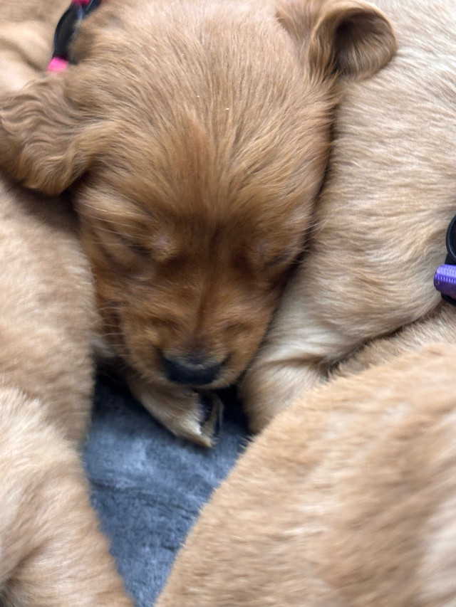 Golden Retrievers in Dogs & Puppies for Rehoming in St. Albert - Image 4
