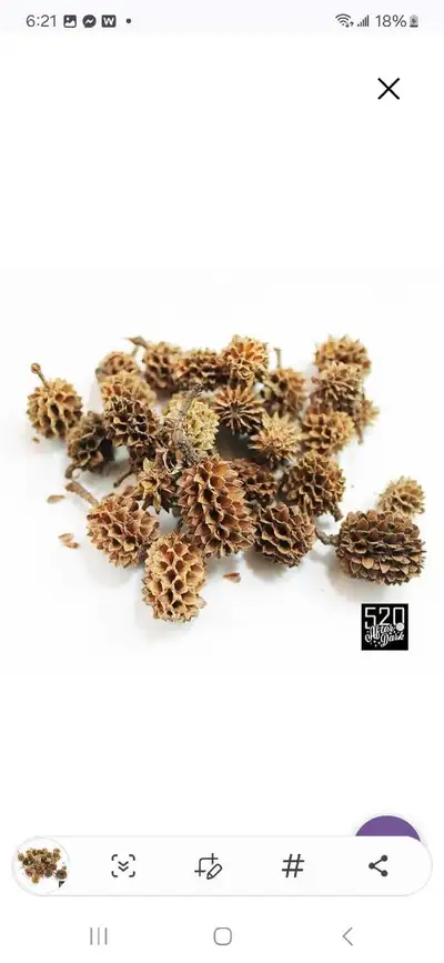 50 Causurina Cones, View more