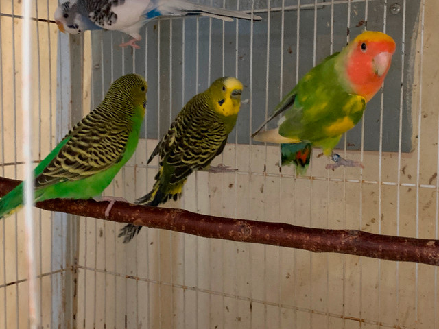 Budgies in Birds for Rehoming in Delta/Surrey/Langley - Image 3