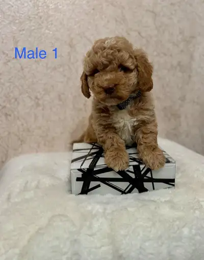 Mini Goldendoodle Puppies Ready Now!, View more