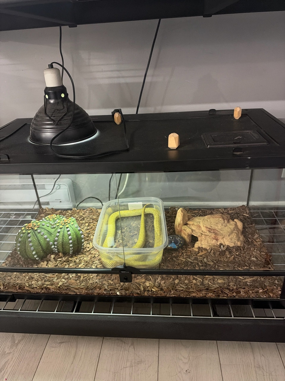 Florida King Snake and Tank | Reptiles & Amphibians for Rehoming | St ...