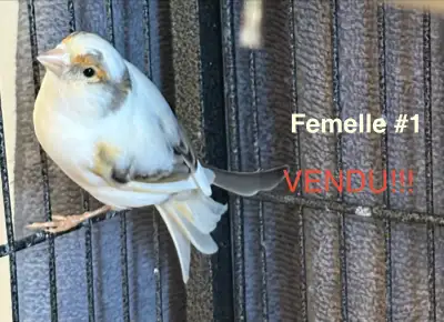 Canaris femelles en santé – 35$ – Boucherville, View more